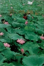 洪湖县志