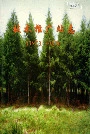 技术推广站志