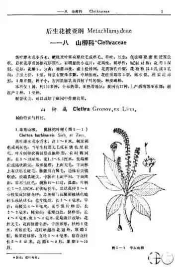 蕨类植物门第5卷