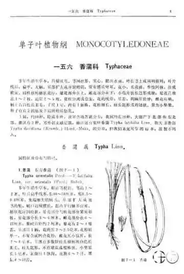蕨类植物门第7卷