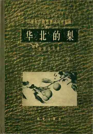 华北的梨