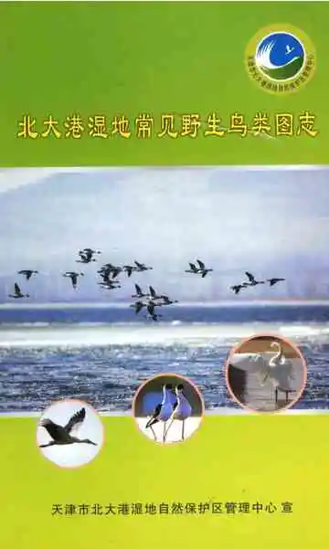 北大港湿地常见野生鸟类图志