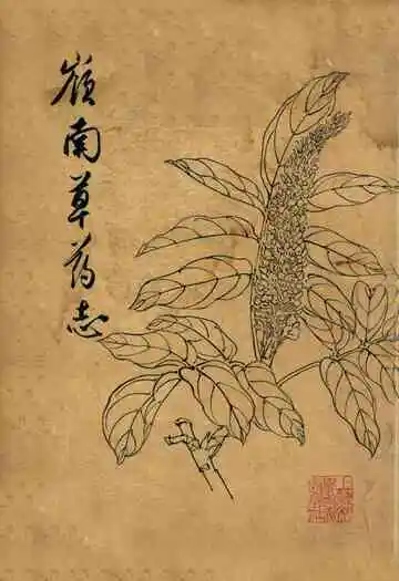 嶺南草药志